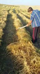 mercimek biçme makinesi