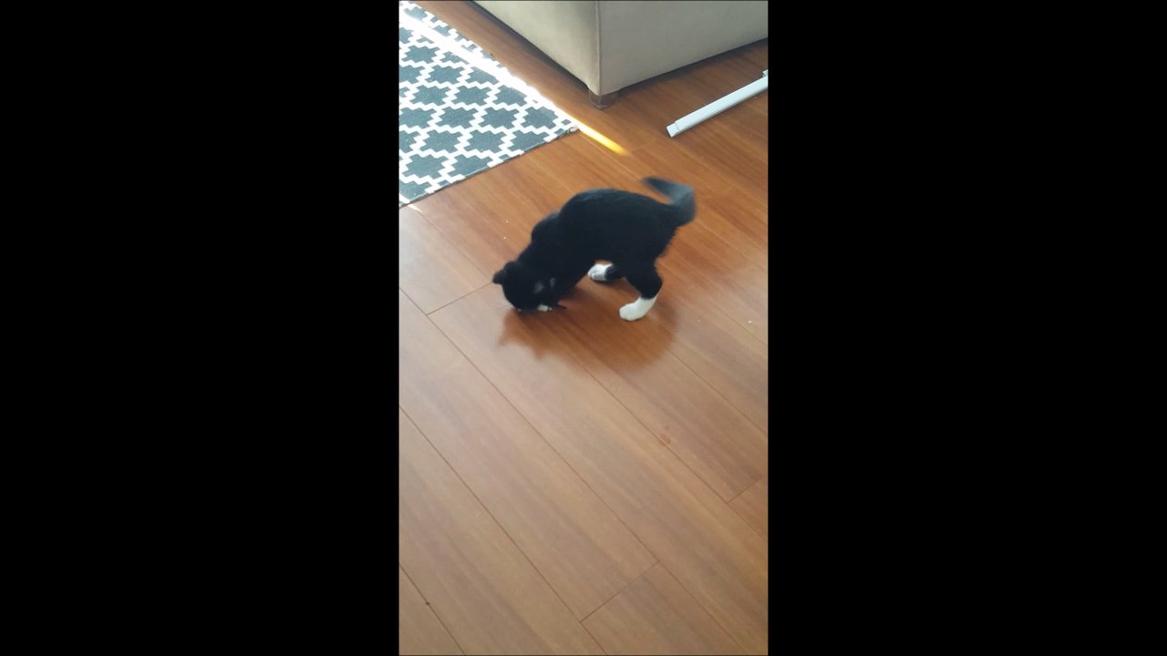 Cat Playing with Thread