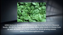 1000 Heirloom Bloomsdale Spinach Long Standing Spinacia Oleracea Seeds - $0.99 Cents Per Pack