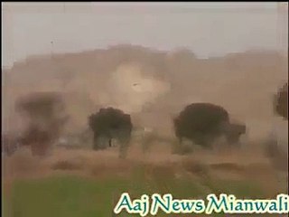 strange animals with bullet proof skin amazing