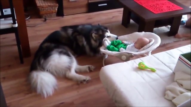 Ce chien malamute d’Alaska s'occupe du bébé de la maison comme si c'etait le sien