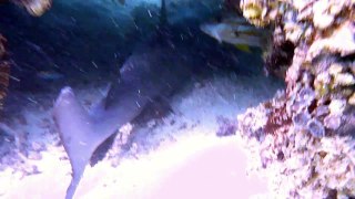 Turquoise Bay White Tip Reef Shark 25 04 13