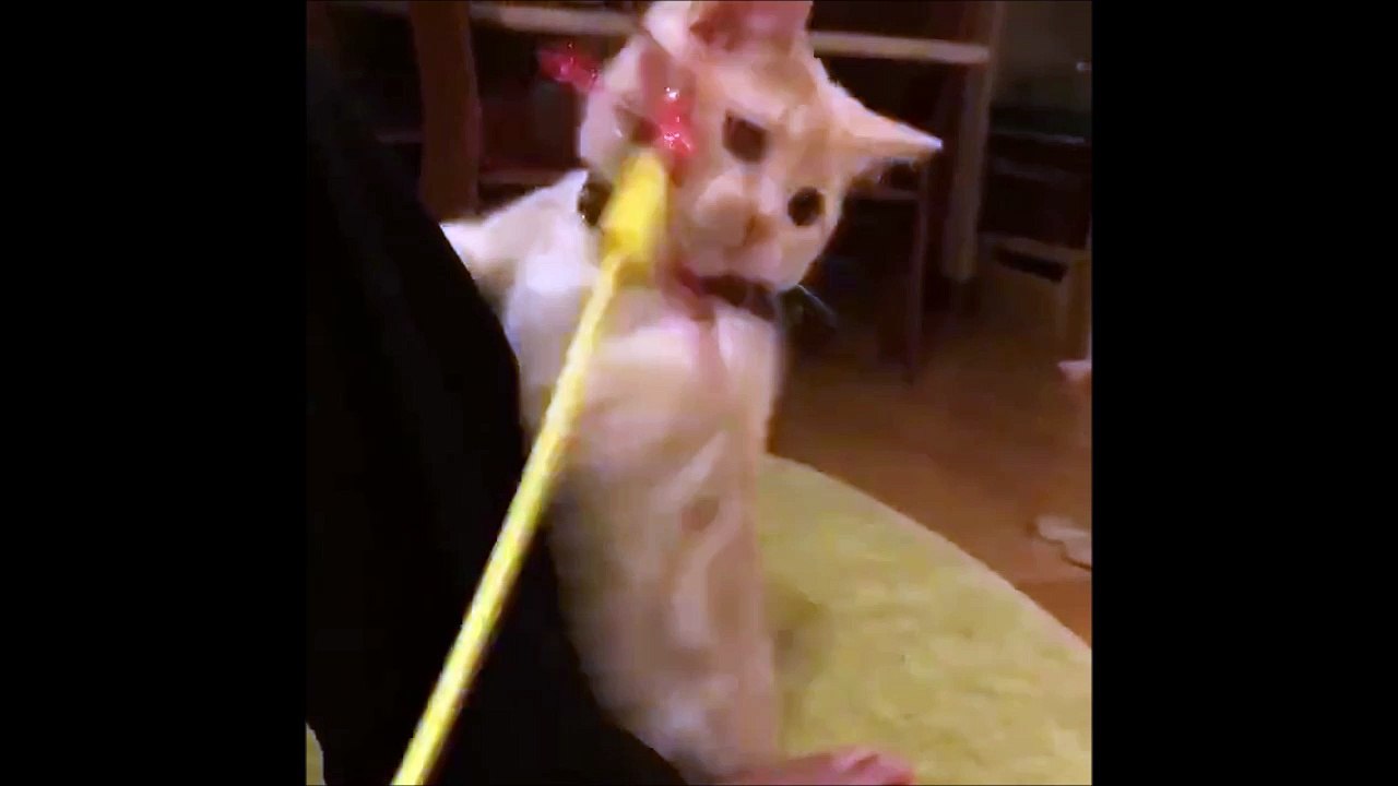 Ralenti humain j'ai de petites pattes