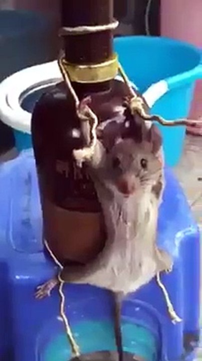 rat