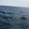 Des plaisanciers croisent une colonie de dauphins dans la baie de Saint-Raphaël