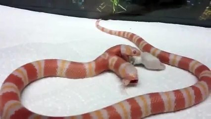 İki başlı yılan fare yerken