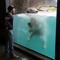 Un homme se penche devnat un ours polaire, mais regardez bien la réaction de l'ours quand il le voit!