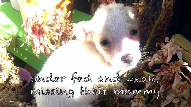 La maman s'ennuie de ses bébés partis ailleurs, mais admirez sa réaction lorsqu'elle les voit!