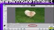 Tutorial Photoshop Elements 12_ How to Use the Magic Wand Tool