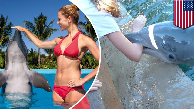 Dolphin slavery: dolphins to be shipped to Arizona theme park for swim programs