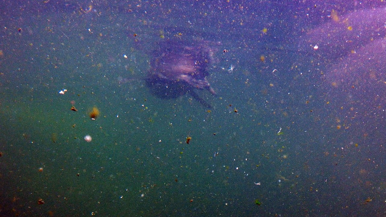 in zoo 8