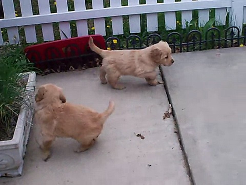 The Shoe Chewers Again! Part 1