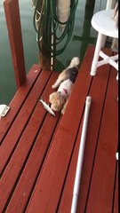 A Dog Encounters A Fish For The First Time. Things Do Not End Well