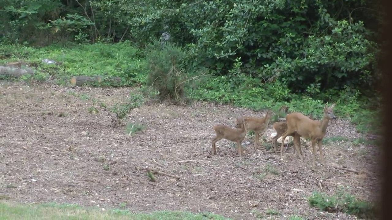 Trio de bambis