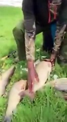 Scraping Off Fish Scales With Most Redneck Asian Man There Is