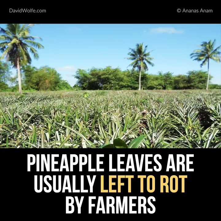 This New Sustainable Leather Is Made From Pineapple!