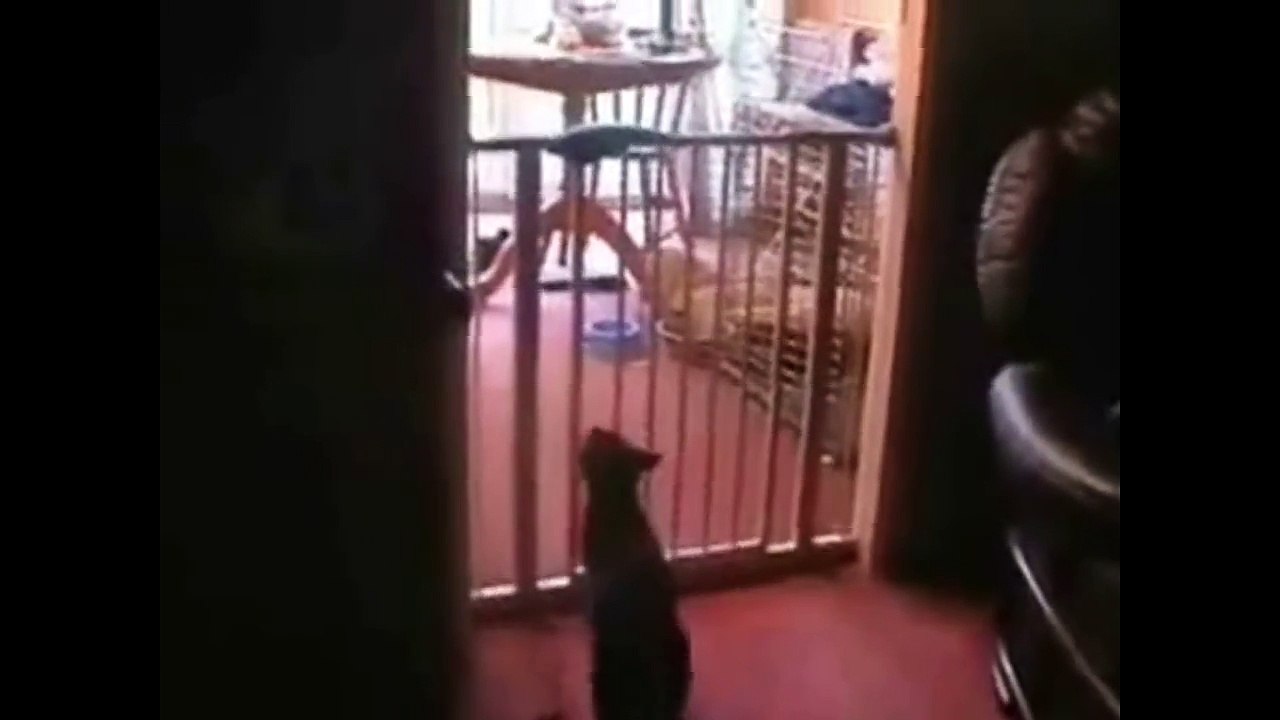 Funniest TOP 5 Cats Suicide (Cats Jump Fail)