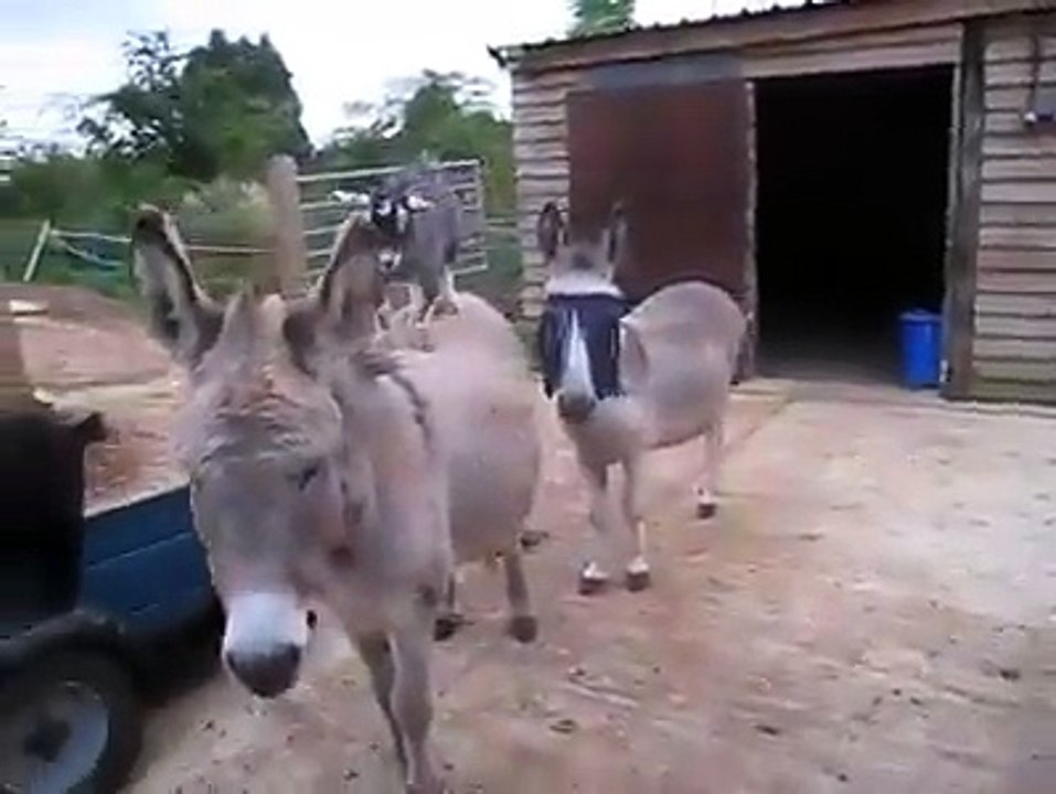 funny  donkay on goat