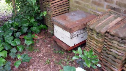 Enjambre Pezcado en Parque Loloir - Castelar - Buenos Aires  - 01-10-15