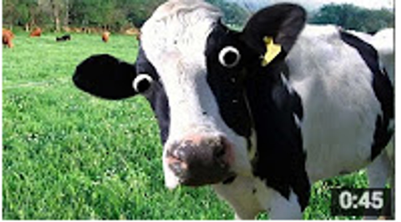 Dancing Cow