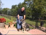 Leernberg Basic Dog Training Part -3 - Behavioral Problems