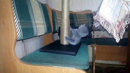 Кошечка танцует у шеста/Kitty is dancing with a pole