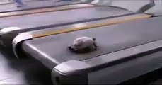 World's Fastest Tortoise - This Tortoise Amazing