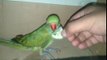 parrot eating cucumber not chilli pepper