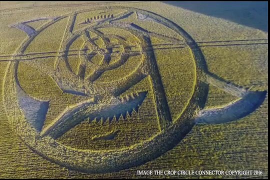 CROP CIRCLE in The Ridgeway, nr Hackpen Hill, Wiltshire, UK - June 23, 2016 .
