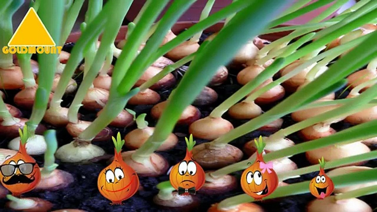 Family Finger Skeleton OnionFishLady's Finger Family Fingers