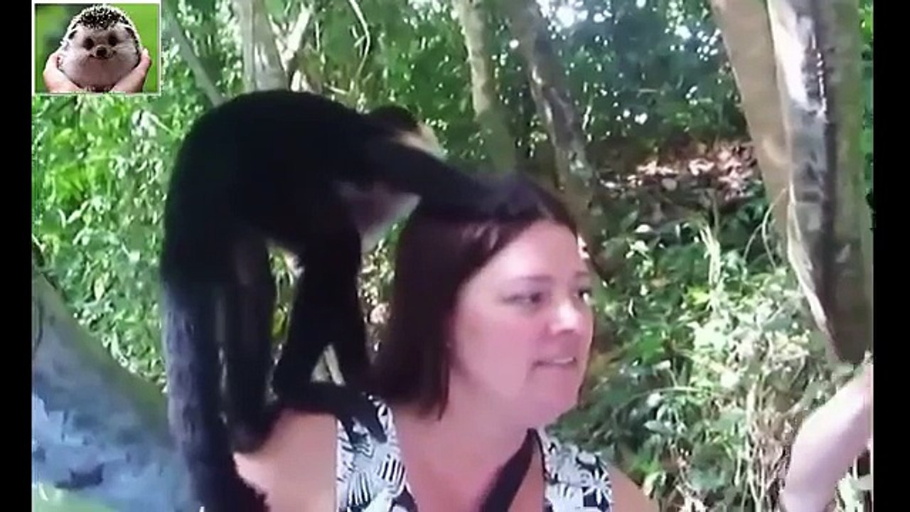 TOP Funny Animals Compilation 2016 New