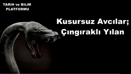 Kusursuz Avcılar; Çıngıraklı Yılan