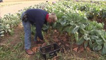Growing Brussels Sprouts | Iowa Ingredient