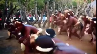Zulu tribe dance ceramony - African People Traditions and Ceremonies, Lifestyle -