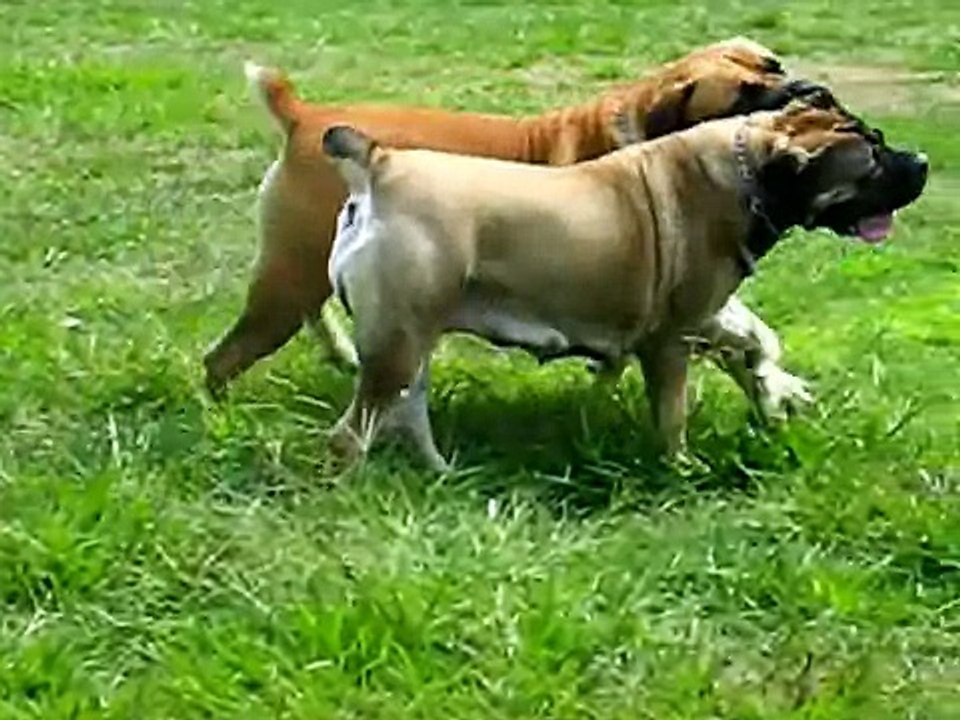 Boerboels at play Kahn / Meatball is 13 months 2day & Bella 29 months rlalumera9316@comcast.net