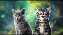 Поющие котята. Милейшее видео!