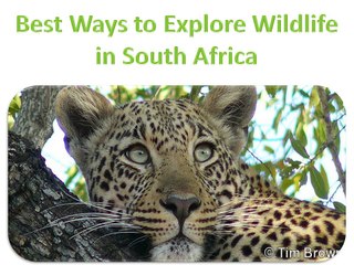 Explore These Wildlife Adventurous in South Africa