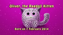 Oliver, the Ragdoll Kitten, Born on 07/02/14, 20 weeks old (04.07.14) Casper wants Oliver's dinner