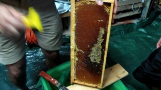 Récolte du miel de Jean-Yves (1)