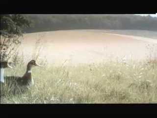 Le bonheur est dans le pré