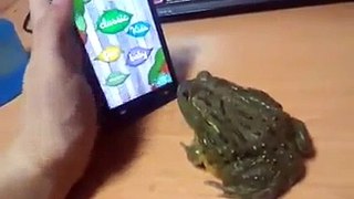 WhatsApp Funny Video - Frog Plays Game on Android Phone (1)