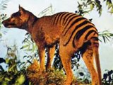 Los 10 animales extintos posiblemente revividos en el futuro