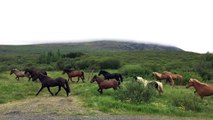 Icelandic horses running near Þingvellir National Park, Iceland | June 2016