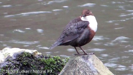 Dipper, Snuff Mills, River Frome, Bristol, 26:2:16