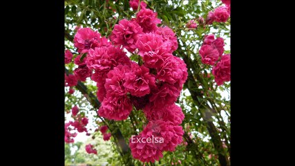 roseraie du val de marne - juillet 2016