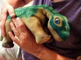 Ozzy our Pleo Dinosaur on my lap - look at his legs at the end! July 25 2011 - Day 4