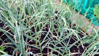 Al's Allotment #23 - Garlic Scapes