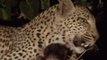 Un leopardo manteniendo a salvo a una cría de babuino