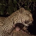 Um leopardo garante a segurança de um bebê babuíno