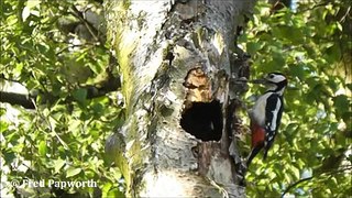 Greater Spotted Woodpeckers at Cannock Chase 29/05/2012